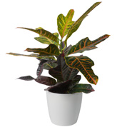 Croton Excellent  + Cachep Branco